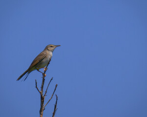 Pleske's grasshopper warbler ウチヤマセンニュウ