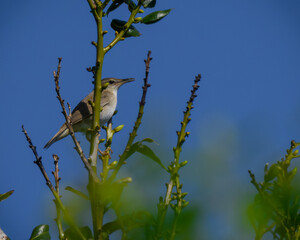 Pleske's grasshopper warbler ウチヤマセンニュウ