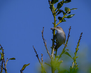 Pleske's grasshopper warbler ウチヤマセンニュウ