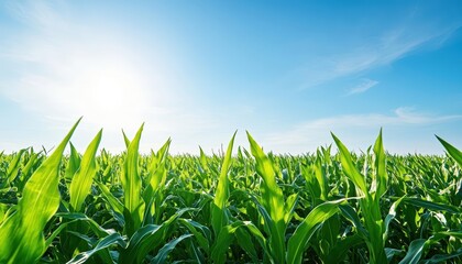 Fototapeta premium Green corn field under sunny blue sky.