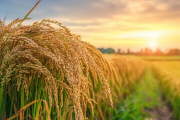 Golden paddy fields ready for harvest, with a picturesque sunset. Soft light with nature background