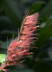 サンケジア・サンマルティネンシス