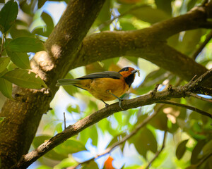 Owston's Tit 	オーストンヤマガラ
