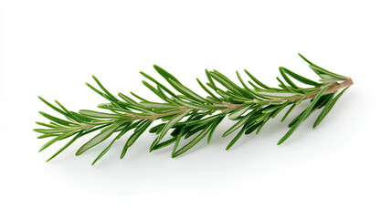 Fototapeta premium rosemary branch isolated on white