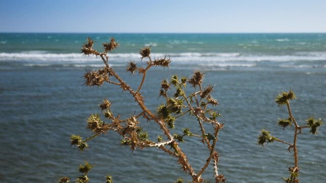 Scolymus maculatus moving in the wind in slow motion in front of the sea