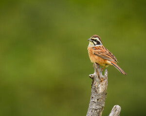 Meadow bunting ホオジロ
