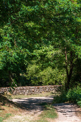 Obraz premium Dirty Road Covered with Shadows from Tree Branches: Natural Canopy Frame in Summer Time.