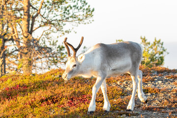 Young domestic reindeer, rangifer tarandus walking in warm golden light during morning sunrise at Ruka near Kuusamo, Northern Finland, Europe