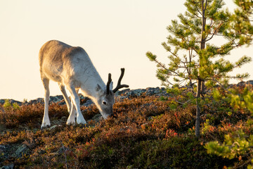 Young domestic reindeer, rangifer tarandus walking in warm golden light during morning sunrise at Ruka near Kuusamo, Northern Finland, Europe