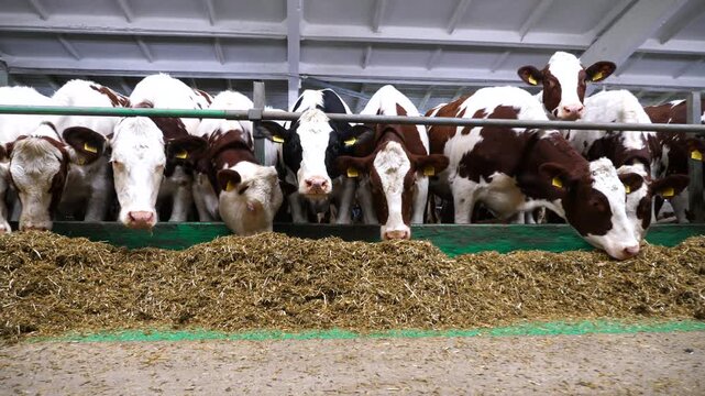 Row of cattle chewing fodder at milk factory. Curious cows look into camera eating hay on modern dairy farm. Herd of kines feeding be silage at cowshed. Agriculture industry and animal husbandry