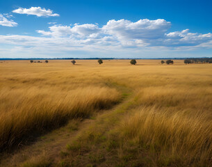 Obraz premium Expansive Savannah Grasslands Under Clear Blue Sky