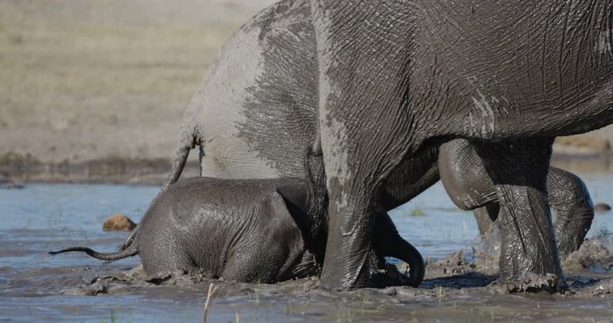 Slow motion close-up. Cute baby elephant calf walking behind its mother and playing in the muddy water