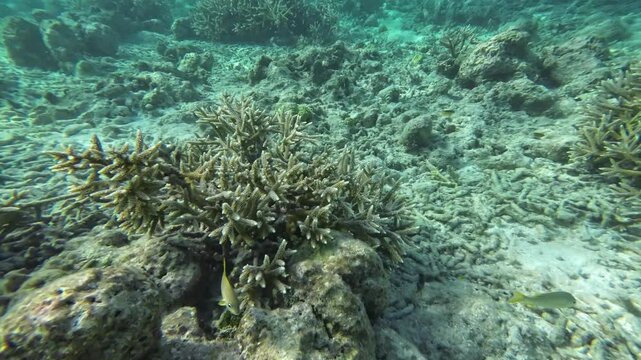 Coral Reef, life below surface from sandy botom to Split View, Caribbean sea
