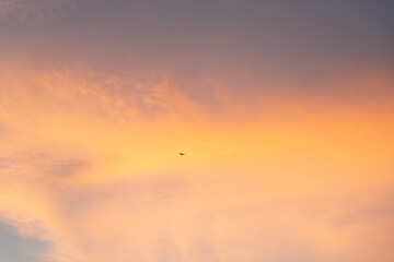 夕焼け空を飛ぶ鳥