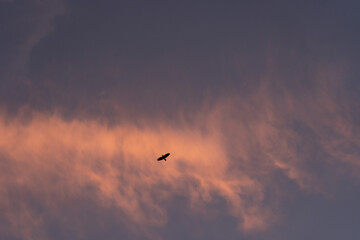 夕焼け空を飛ぶ鳥