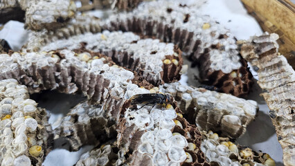 Close-up shot of a wasp perched on a honeycomb filled with larvae