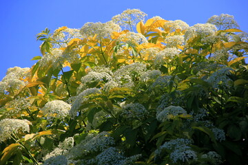 White flowers of black elder, Sambucus nigra in sunny summer day. Elderberry flowers in the garden