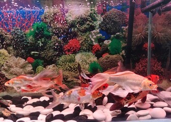 coral reef and fishes