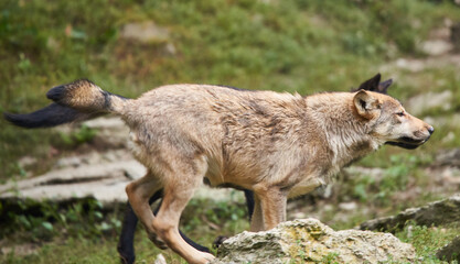 Naklejka premium Der Wolf