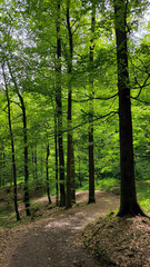 forest in the spring with green trees
