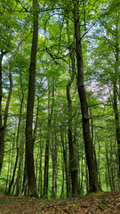 Obraz premium forest in the spring with green trees