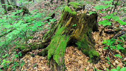 forest in the spring with green trees