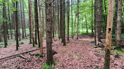 Obraz premium forest in the spring with green trees