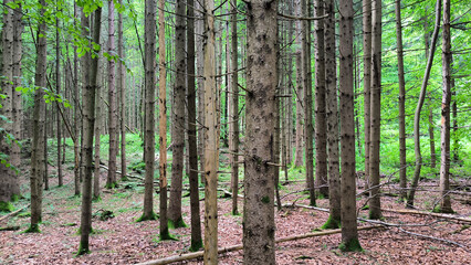 Naklejka premium forest in the spring with green trees