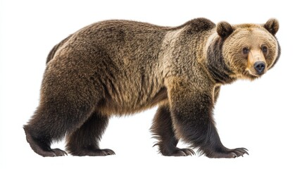 Fototapeta premium Majestic Grizzly Bear Standing Tall in Full Body Shot - Wildlife Photography