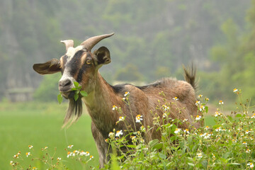 Brown Goat at Sapa