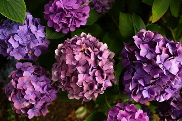 les fleurs violettes 