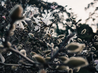 Magnolia flower