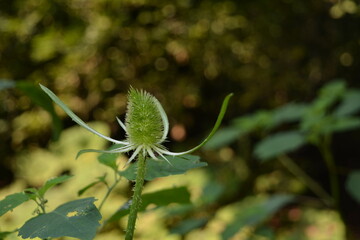 Delicate blossoming flower wild teasel
