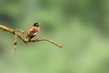 Indian Myna enjoying rains  on tree