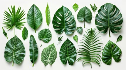 Obraz premium Various green leaves of different shapes and sizes are arranged neatly on a light background, highlighting their natural beauty and diversity