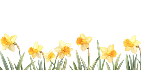 Yellow daffodils a frame border on white background with copy frame for text