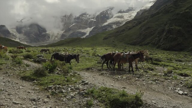 Horses walking with snow mountain peak in background Humantay Salkantay, Cusco Peru. Ice glacier