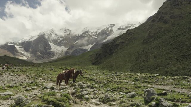 Two parked horses with snow mountain in the background Humantay Salkantay, Cusco Peru