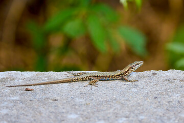 close up with (Lacerta Muralis) standing on the stone in the sun to warm up.