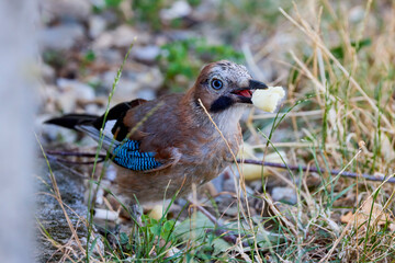 (Garrulus glandarius) sits in the grass in the park and feeds on food left by people.