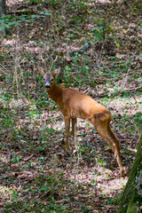 deer in the forest in its natural environment.