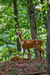 deer in the forest in its natural environment.