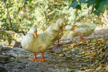 beautiful yellow ducks in forest