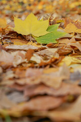 yellow and green leaf fallen on autumn leaves on ground at park