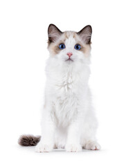 Expressive Ragdoll cat kitten, sitting up facing front. Looking towards camera with blue eyes....