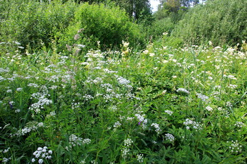 Cow parsley (Anthriscus sylvestris) has also names wild chervil.Field of white flowers in the...