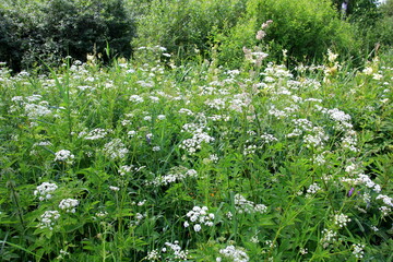 Cow parsley (Anthriscus sylvestris) has also names wild chervil.Field of white flowers in the forest. Nature background. 