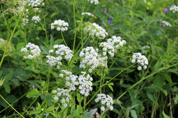 Cow parsley (Anthriscus sylvestris) has also names wild chervil.Field of white flowers in the...