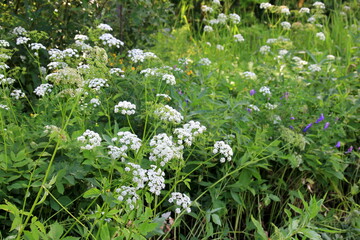 Cow parsley (Anthriscus sylvestris) has also names wild chervil.Field of white flowers in the forest. Nature background. 