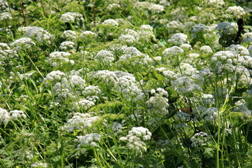 Cow parsley (Anthriscus sylvestris) has also names wild chervil.Field of white flowers in the...